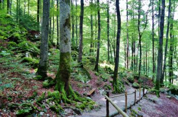 Investir dans les forêts : fiscalité et avantages