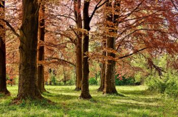 Investir dans des forêts : une opportunité entre rendement, écologie et transmission du patrimoine