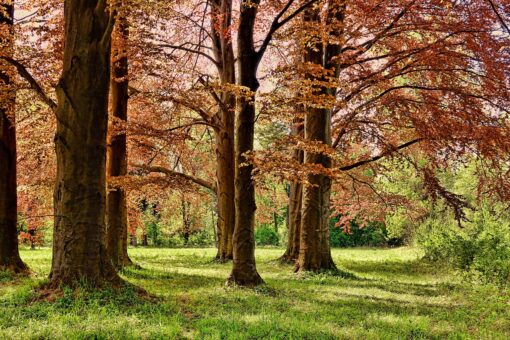 Investir dans des forêts : une opportunité entre rendement, écologie et transmission du patrimoine