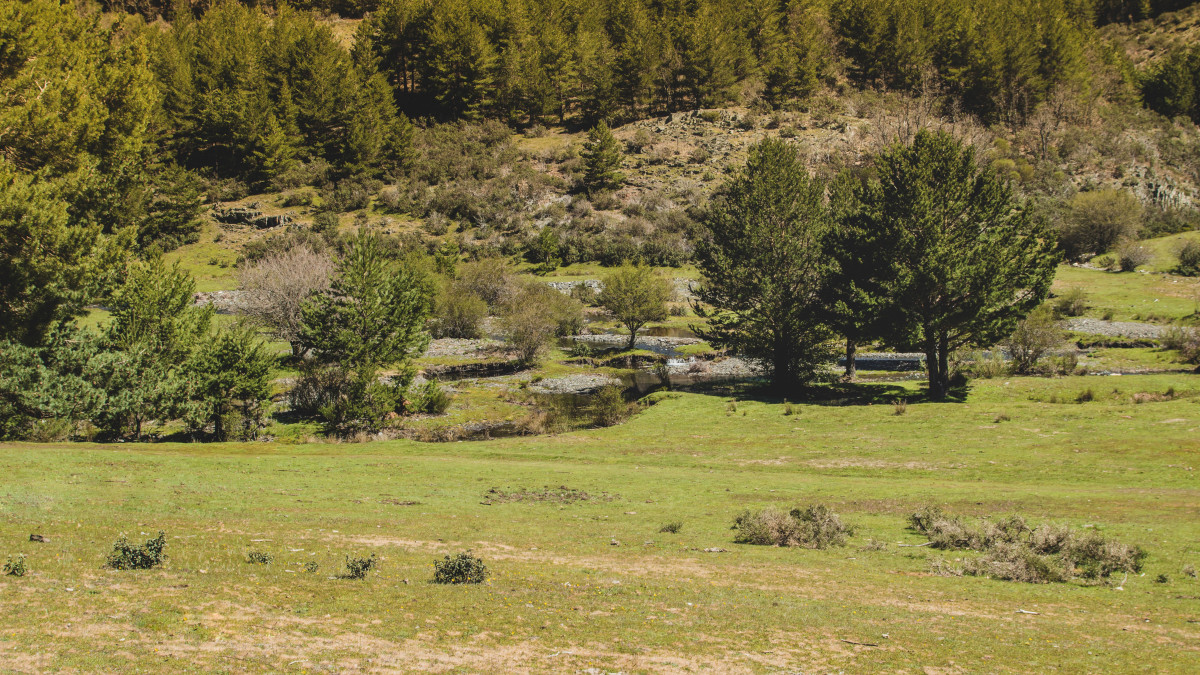 domaine avec forêt